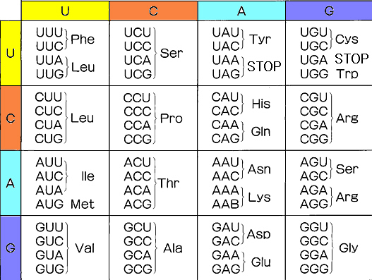GeneticGeneCode.jpg