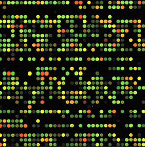 Microarray_chip_1.gif