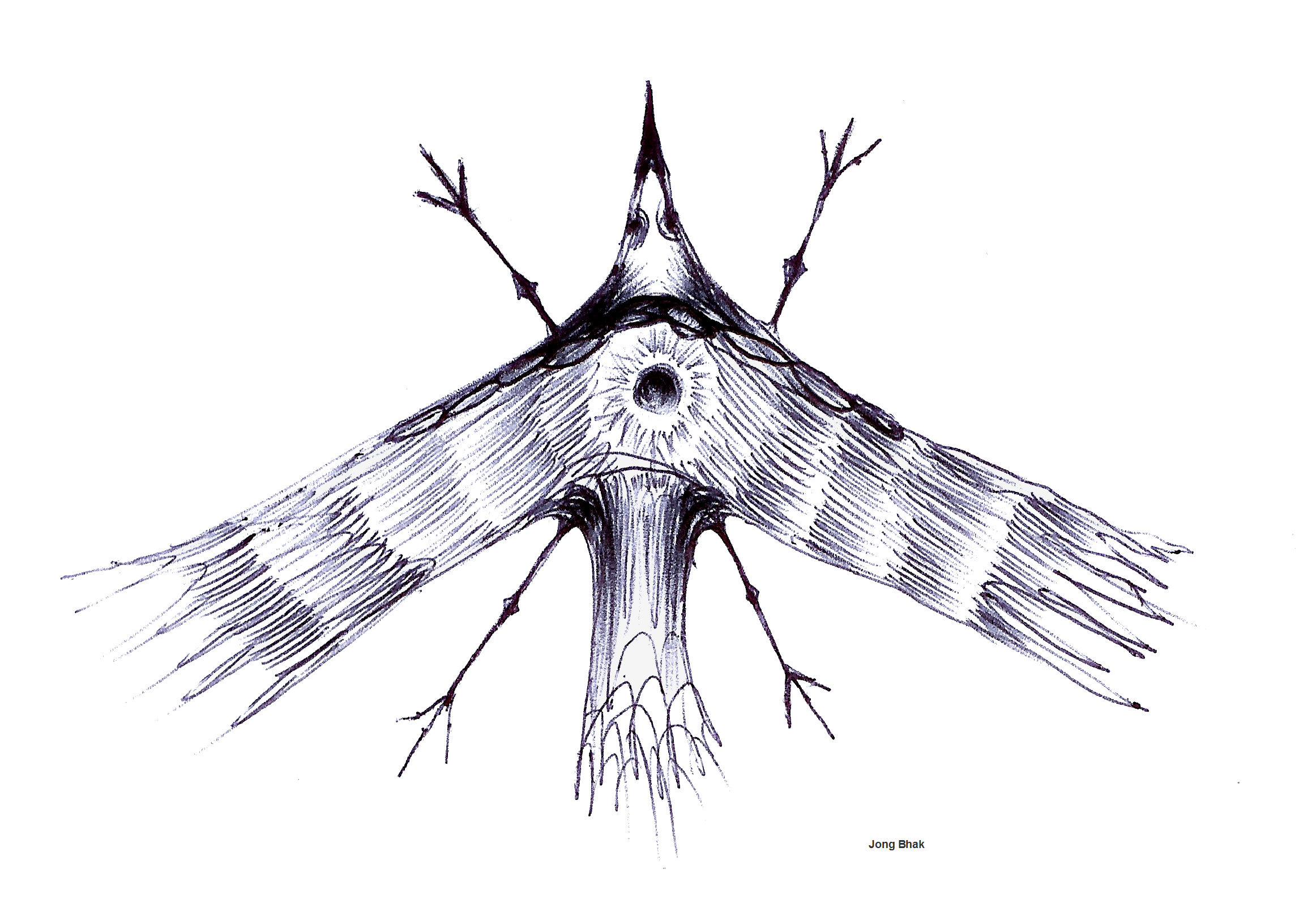 Skinny_bird_20050817.png