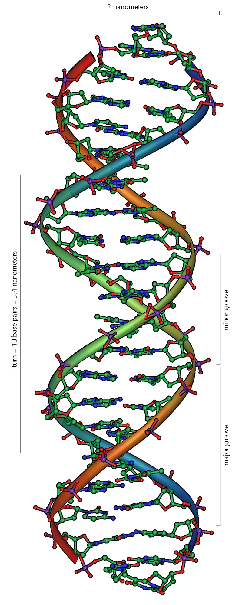 DNA_Overview.png