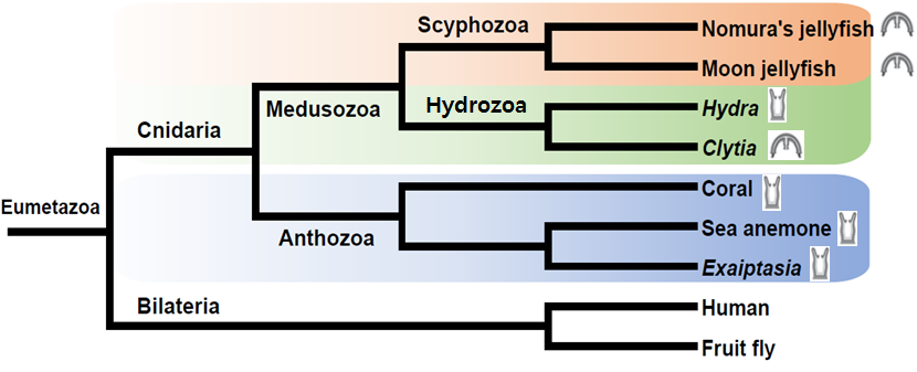Cnidaria_phylogeny.png
