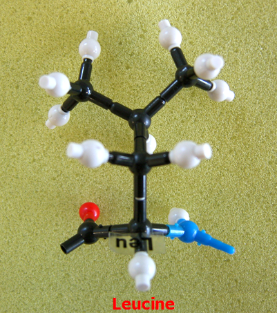 Leucine_jong_small.png