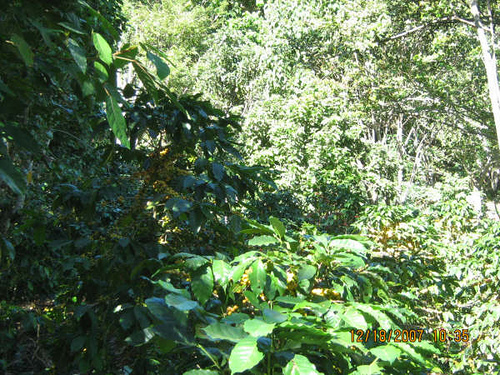 Blue_Mountain_Coffee_4997.jpg