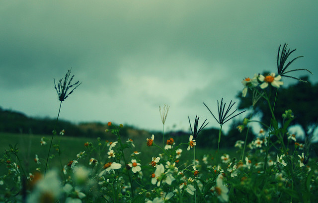 Send_Flower_4756.jpg