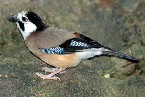 Eurasian_jay_estern.jpg