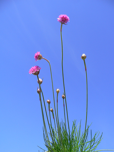 Send_Blomster_2930.jpg