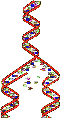 Dna-replicating_1.png