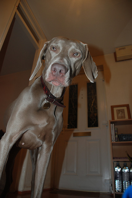 Dog_Door,Dog_Doors_3122.jpg
