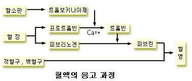 혈액응.gif