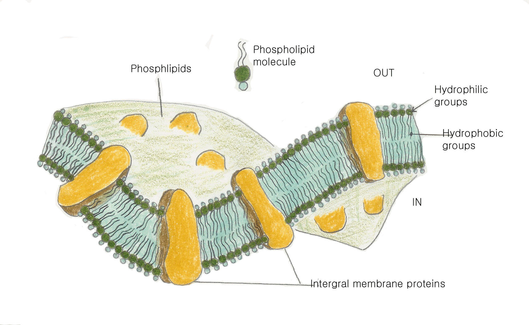 Membrane.gif