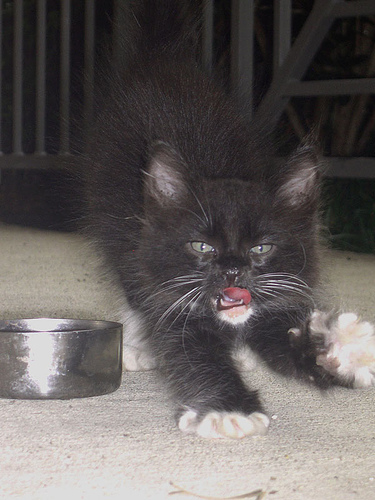 How_to_Get_Rid_of_Fleas_2517.jpg