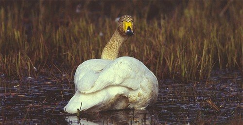 2003017_Whooper_Swan.jpg