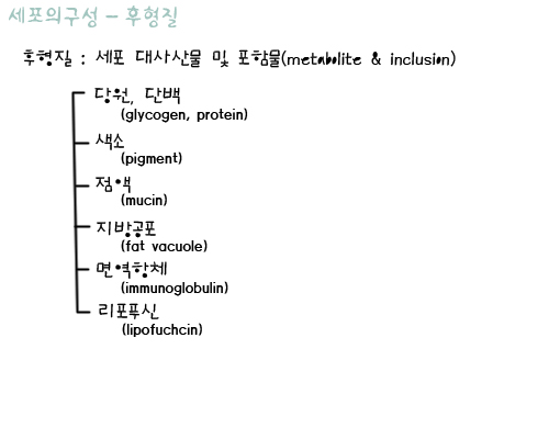 세포구성_후형질.jpg
