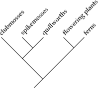 Cladogram-example2.png