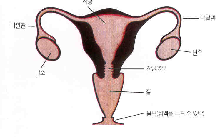 내부생식.jpg