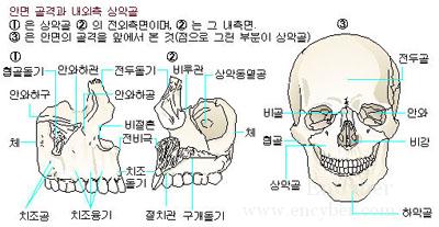 상악.jpg