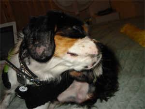 How_To_Get_Rid_Of_Fleas_1448.jpg